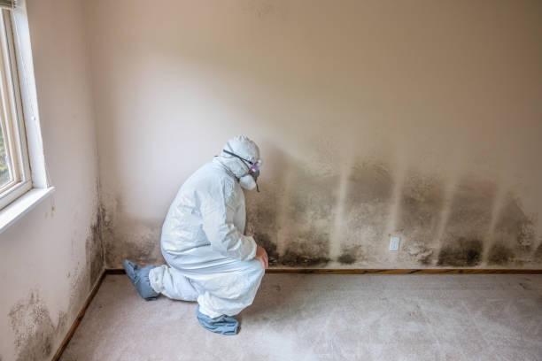 Best Mold Remediation for Rental Properties  in Macon, IL